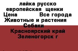 лайка русско-европейская (щенки) › Цена ­ 5 000 - Все города Животные и растения » Собаки   . Красноярский край,Зеленогорск г.